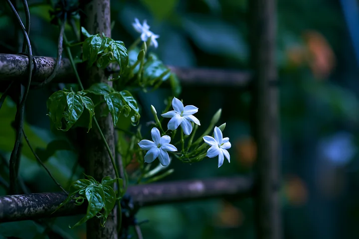 Jasmine flowers at dusk grow along a metal trellis, showcasing delicate petals and green foliage.