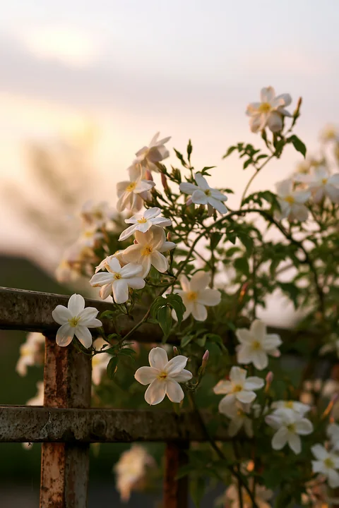 Jasmine flowers bloom along a weathered fence as the sun sets, casting soft light on their delicate petals and surrounding greenery.