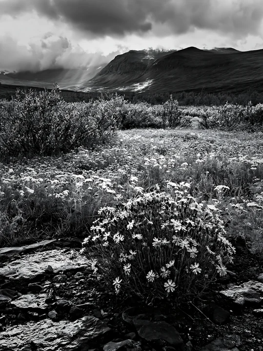 Bright sunbeams filter through clouds in Jotunheimen valley, illuminating a meadow filled with wildflowers. The scene captures the natural beauty of the landsca