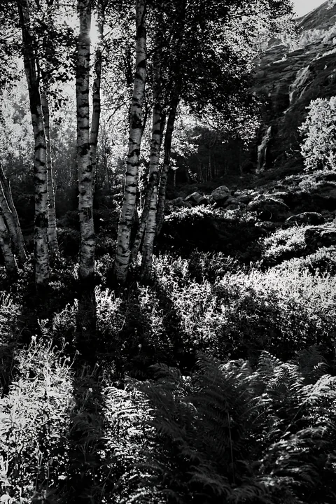 Sunbeams filter through trees in the Jotunheimen valley meadow. The light creates shadows on the ground. Ferns grow among the underbrush in this natural setting