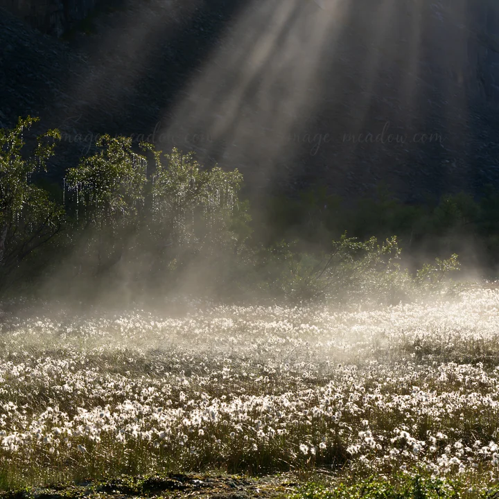 Sunbeams shine down on a meadow in Jotunheimen valley, illuminating white flowers and creating a mystical atmosphere. Mist rises from the ground, enhancing the