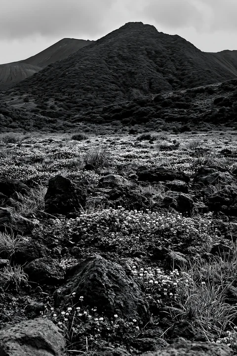 A volcanic meadow in Kagoshima. Pumice rocks are visible in the foreground with small flowers blooming among them. The background features a volcanic mountain u