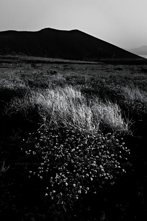 A volcanic meadow in Kagoshima with grasses and small flowers in the foreground. The background features a volcanic hill under soft light, creating a natural la