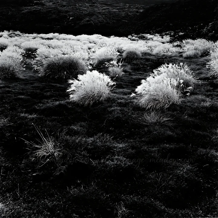 In Kagoshima, a volcanic meadow features a pumice foreground. The landscape shows grass and plants growing in the unique volcanic soil. The image captures the n
