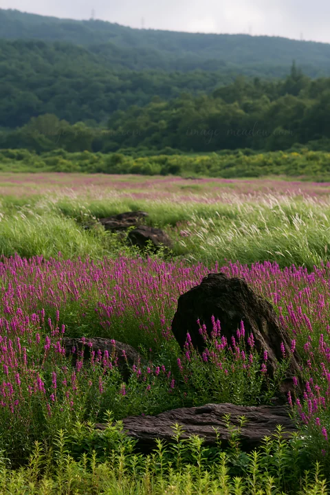 A view of volcanic stones in a meadow filled with pink flowers in Kanagawa. The landscape is green and lush, with mountains in the background under a cloudy sky