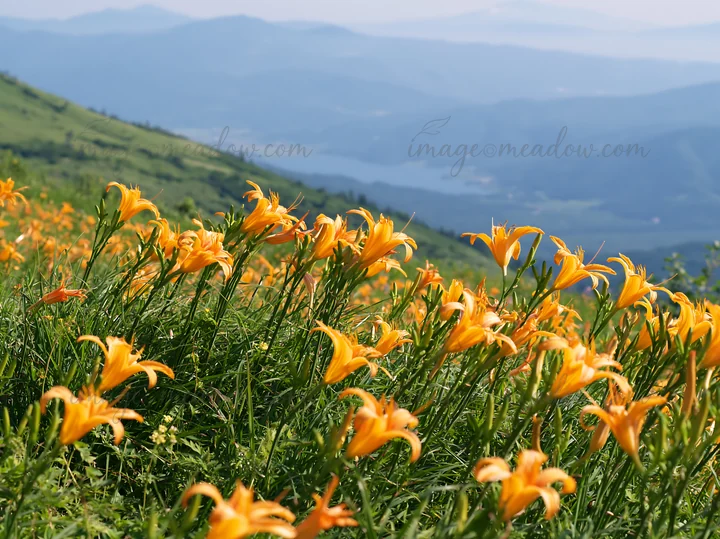 Daylilies bloom in the Kirigamine highland meadow. The flowers stand against a backdrop of distant mountains and a visible lake. This scene captures daytime sun