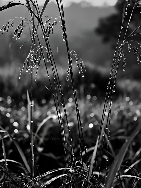Droplets of rain cling to grasses in a lush meadow in Kochi during the monsoon. The landscape is vibrant with greenery under soft, diffused light. Presented as