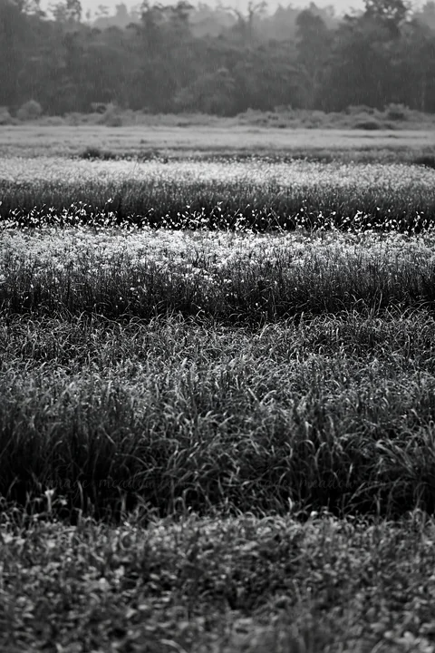 Kochi meadow shows rain beaded grasses during the monsoon season. The landscape features layers of greenery under a cloudy sky. The area is rich with nature, cr