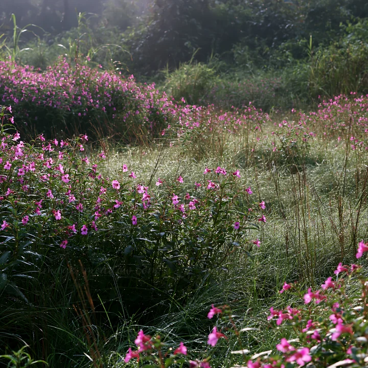 In Kochi, during the monsoon season, the meadow is filled with long grasses and blooming flowers. Rain droplets cling to leaves, creating a lush landscape. The