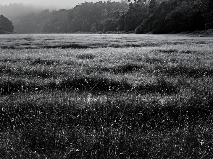 In Kochi, a meadow shows rain beaded grasses under a cloudy sky. The scene captures the essence of the monsoon season with droplets glistening on the grass.