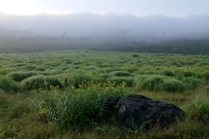 A volcanic meadow in Kumamoto features dark rocks in the foreground. Lush grass and scattered yellow flowers cover the field. Fog rolls over the distant hills i