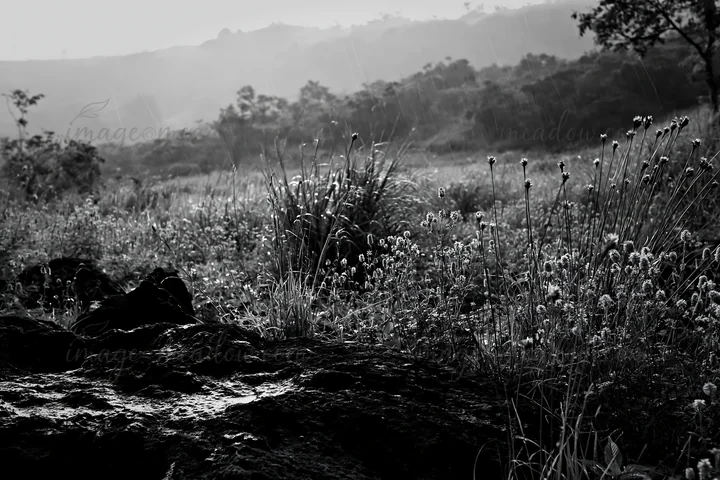 A volcanic meadow in Kumamoto with dark rocks in the foreground. Grass and small plants can be seen, along with trees in the background. The lighting suggests a