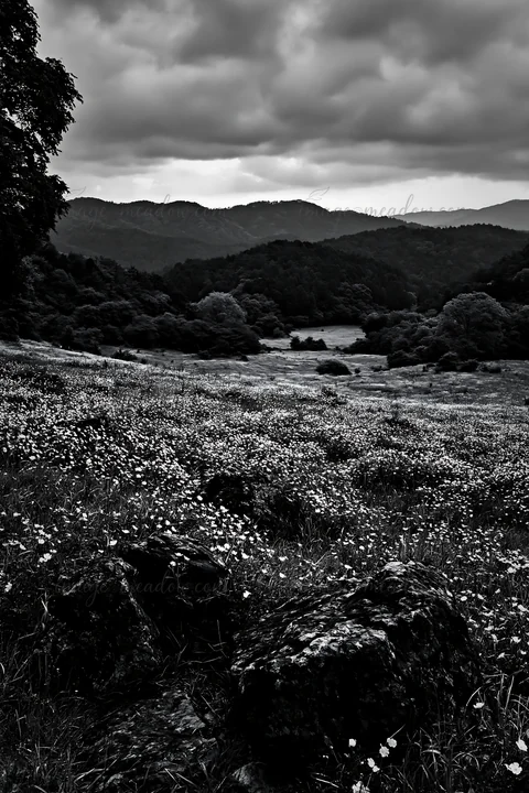 A view of a wildflower meadow in Kyoto during spring. Stones cover the foreground while hills and clouds create a backdrop. The landscape shows blooming flowers