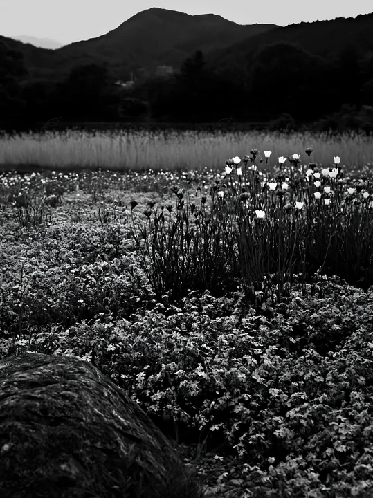 In Kyoto, a wildflower meadow blooms in spring. Stones are placed among the flowers, while distant mountains provide a natural backdrop. The scene captures the