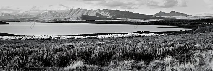 A lupine meadow stretches across the foreground near Lake Tekapo. Mountains rise in the background under a cloudy sky. This landscape shows the natural beauty o