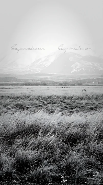 A view of a meadow with tall grass in the foreground leading to snowy alps at Lake Tekapo. The mountains are shrouded in mist, creating a monochromatic scene. T