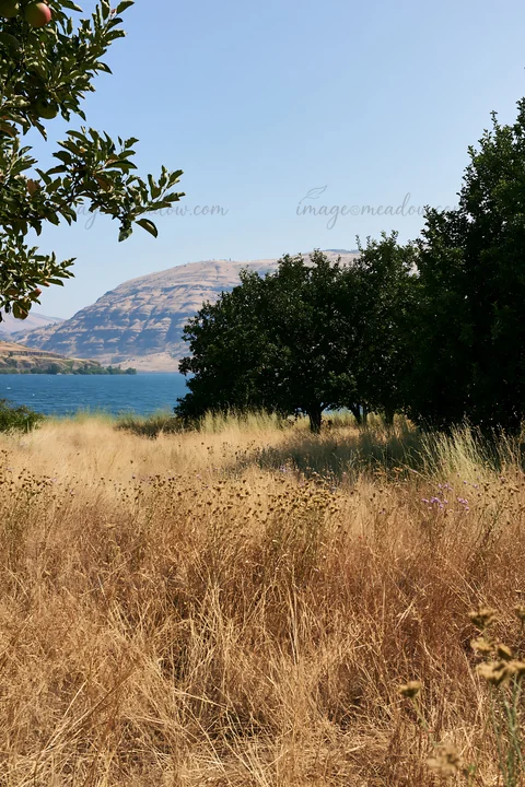 A meadow with apple trees near a lakeshore and hills is visible. Dry grass covers the ground, making the scene bright and open under clear skies.