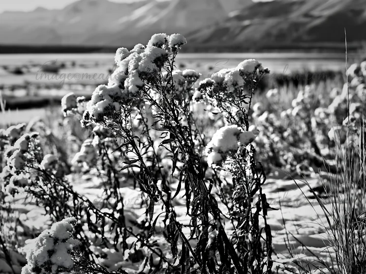 Snow covers plants in a lakeside meadow after the first snowfall. Mountains rise in the distance, surrounded by a peaceful winter landscape. The scene captures
