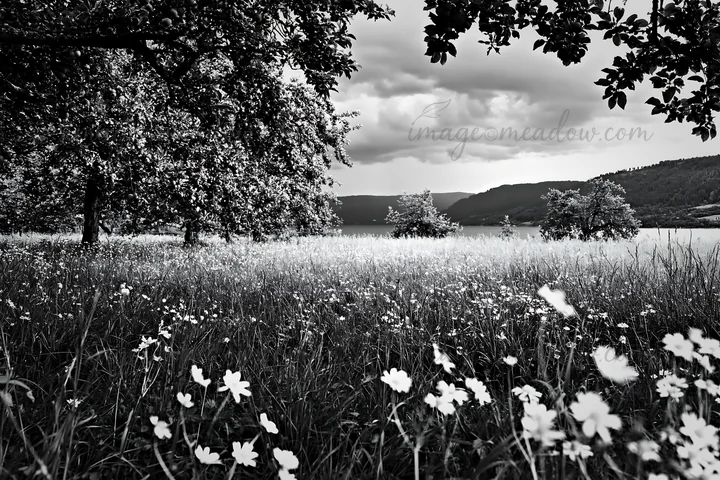 A lakeside orchard meadow with trees, grassy areas, and wildflowers. Dark clouds gather in the sky above the lake, creating a natural setting. Presented as a pr