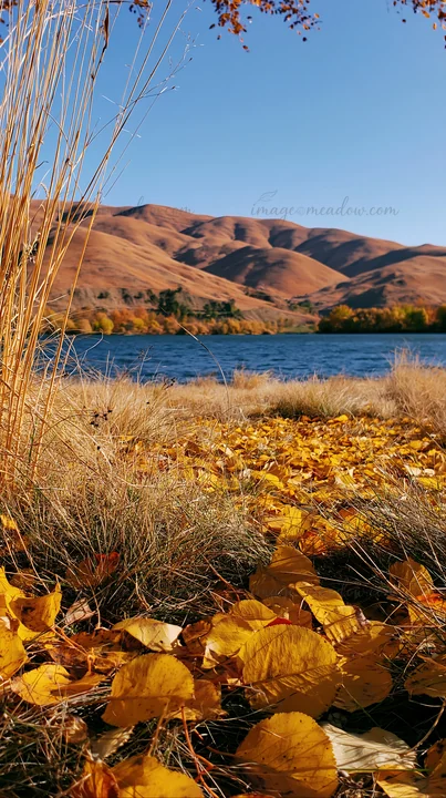 A view of a lakeside orchard meadow shows fallen yellow leaves on the ground with a blue lake in the background and hills rising behind the water under a clear