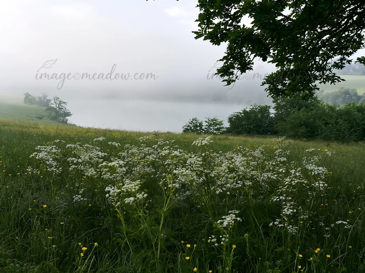 This scene depicts a lakeside orchard meadow with wildflowers in the foreground and mist hovering over the water in the background.