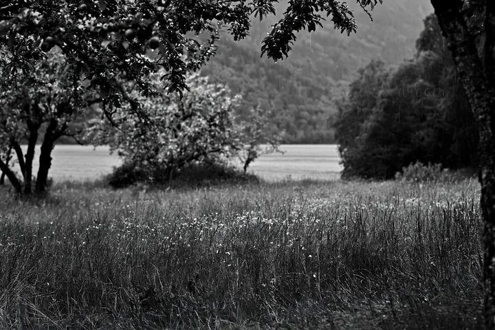 A view of a meadow by a lake featuring flowering grasses and trees. The scene captures the natural beauty of the landscape, with mountains in the background and