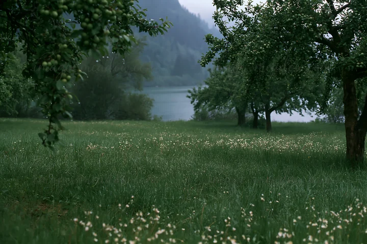The scene shows an orchard with trees and a grassy meadow beside a lake. Small flowers dot the ground, and hills are visible in the background. The setting sugg