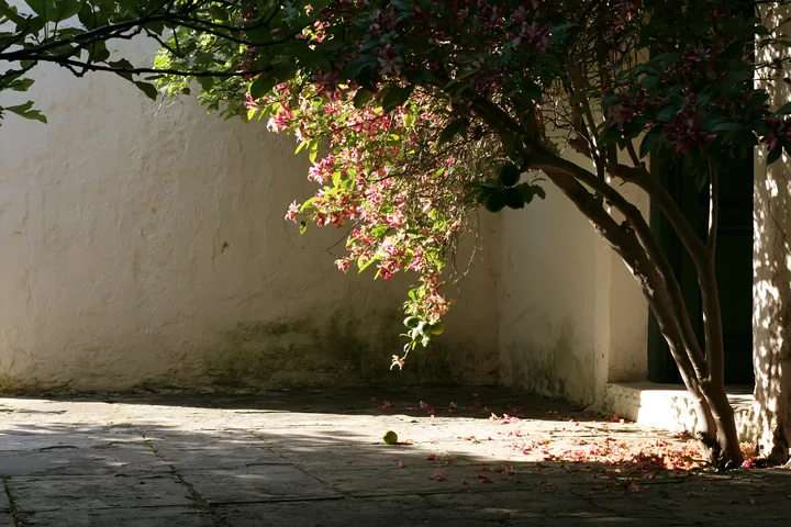 Lemon blossoms in sunlight hang from a tree next to a stone pathway.