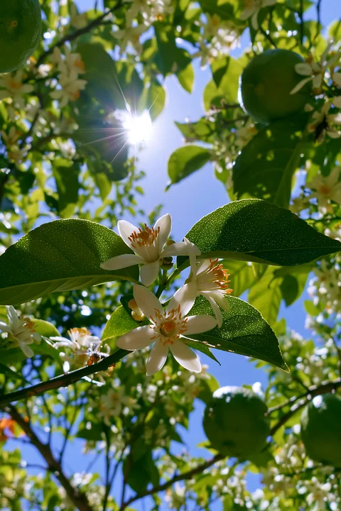 Lemon tree blossoms in sunlight create a beautiful view with bright white flowers and green leaves.
