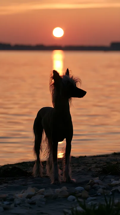 Long-haired dog stands in silhouette on a rocky lakeshore as the sunrise reflects across calm water.
