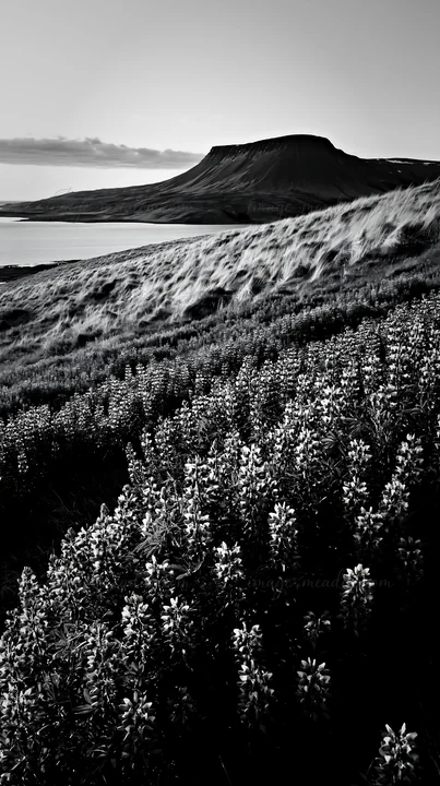 Lupin flowers fill the foreground, creating a colorful display under a setting sun. The mountains stand tall in the background, reflecting the evening light. Pr