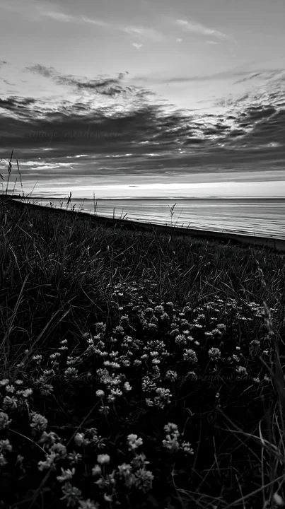 The scene shows a machair beach meadow with white flowers in the foreground. The sea is calm with gentle waves under a cloudy sky. Sunset colors reflect on the