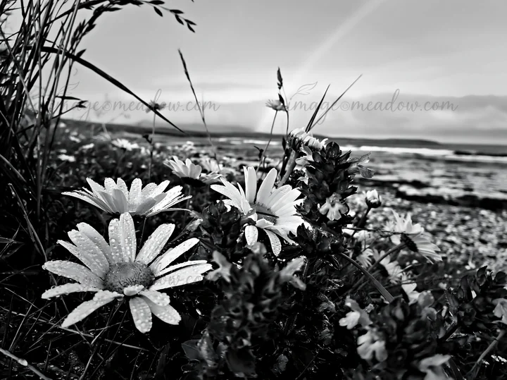 Daisies with droplets grow in a machair beach meadow near the shoreline. The scene captures a cloudy sky and distant hills in the background. This is a natural