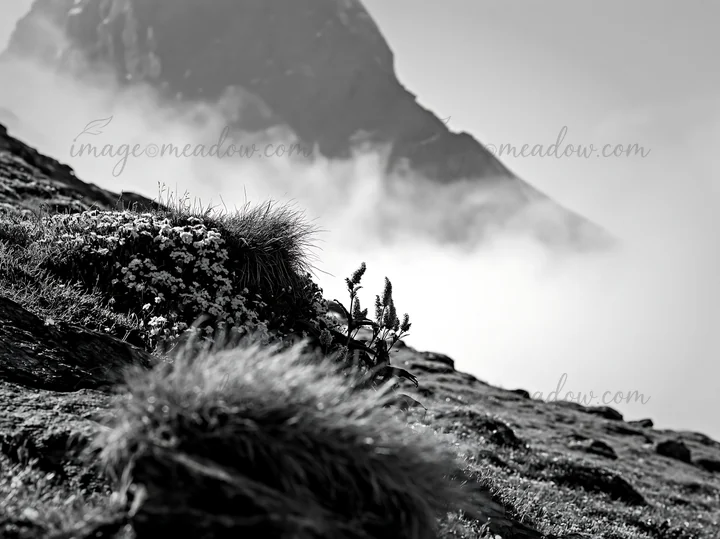 Wildflowers grow in a meadow near the Matterhorn mountain. The scene shows the rugged landscape with rocks and clouds in the background. This captures the essen