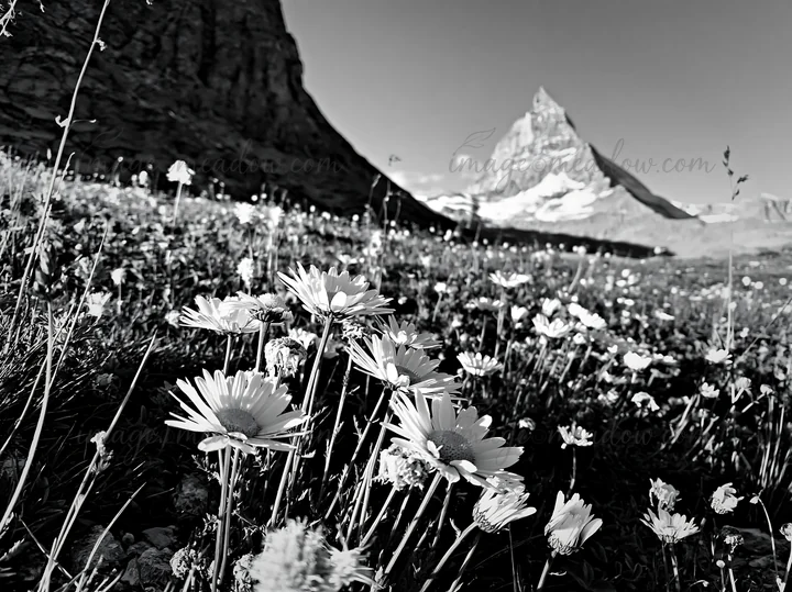 Wildflowers bloom in a meadow at the foot of the Matterhorn in Switzerland. The scene captures the natural beauty and rugged landscape of the alpine region.