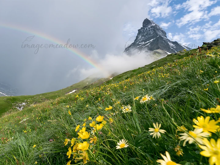 Bright yellow wildflowers cover a meadow at the base of the Matterhorn. A rainbow appears in the sky as clouds surround the mountain. This scene captures the be