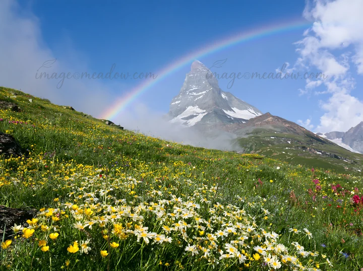 Wildflowers bloom in a meadow near the Matterhorn. A rainbow arcs above the mountain during daytime under a blue sky with clouds. This scene captures the beauty