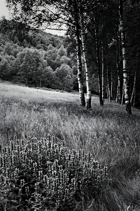 A meadow located beneath birch woodland features patches of flowers. The scene is composed of tall grass and clusters of blooms. The atmosphere shows trees stan
