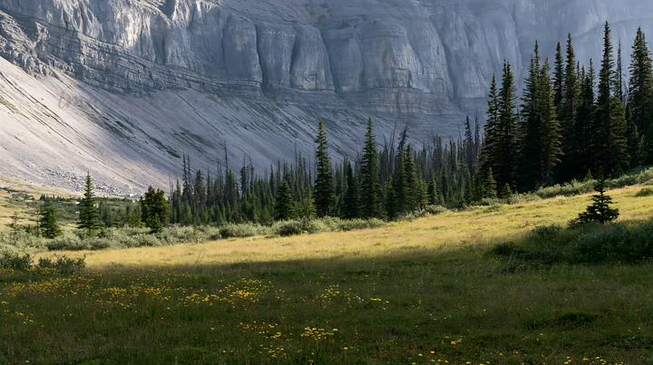 A meadow lies beneath towering rock formations, surrounded by evergreen trees. The green grass and wildflowers cover the ground, creating a natural landscape in