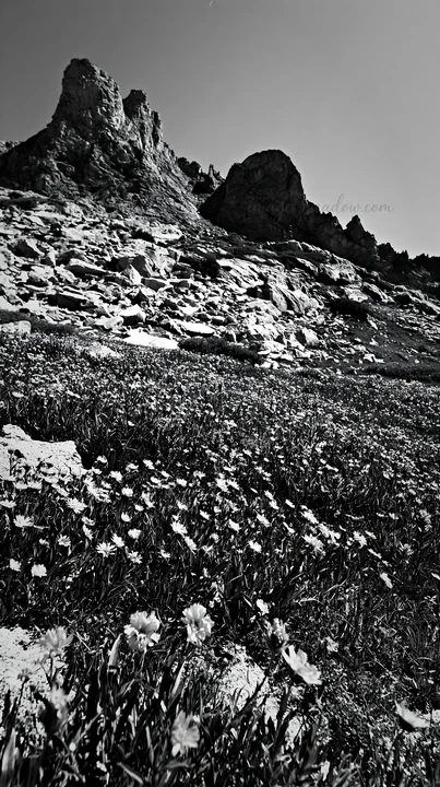 Wildflowers cover the meadow in the foreground while rocky crags rise in the background. The scene depicts a natural landscape highlighting the contrast between