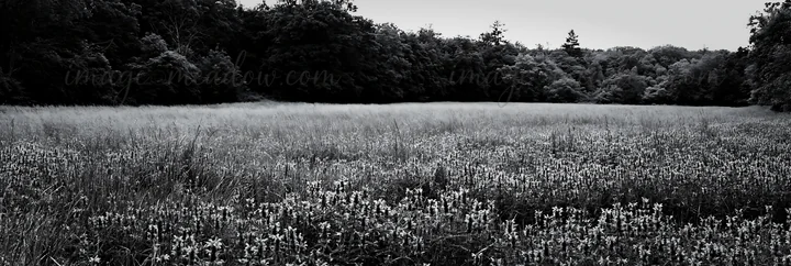 A field filled with small flowers stretches across the foreground, leading to a line of trees at the back. The scene is captured in black and white, highlightin