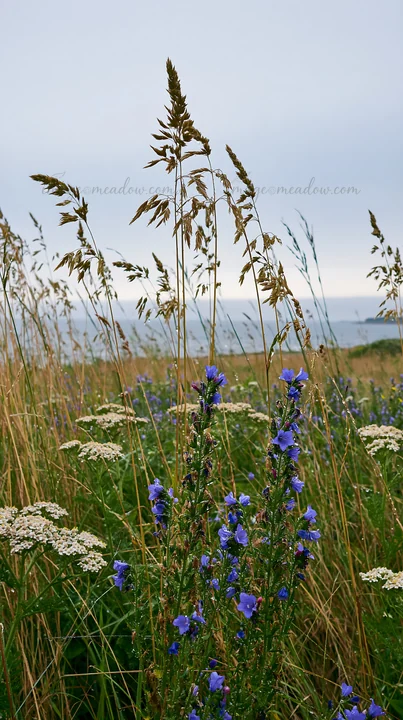 Tall grass seedheads stand among blue wildflowers and white blossoms in a meadow by the coast. The scene captures a cloudy day with the ocean visible in the bac