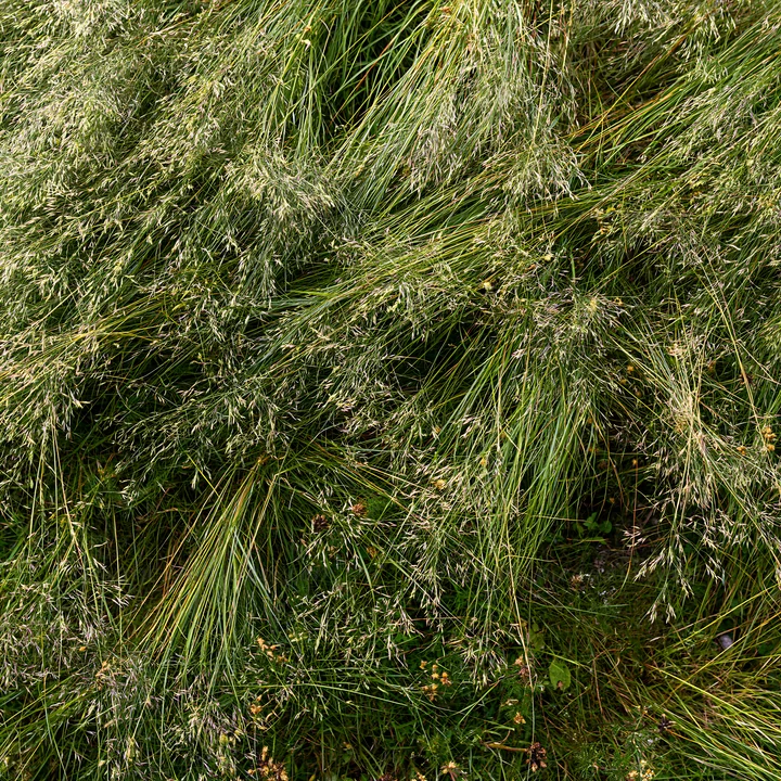 Tall grass seedheads are growing in a meadow, surrounded by greenery. The scene shows the texture and details of the grass, capturing the essence of natural flo