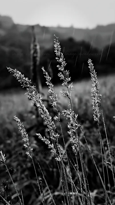 Tall grass seedheads stand in a meadow during light rainfall. The focus is on the delicate structure of each seedhead, with blurred backgrounds of other grasses
