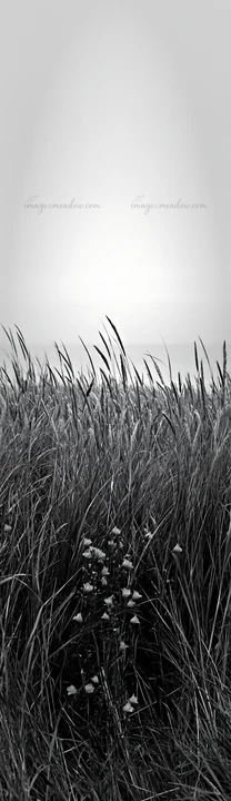 Tall grass seedheads are visible in a meadow. The scene shows the grass gently moving in the wind against a soft background. The light appears to be low, possib