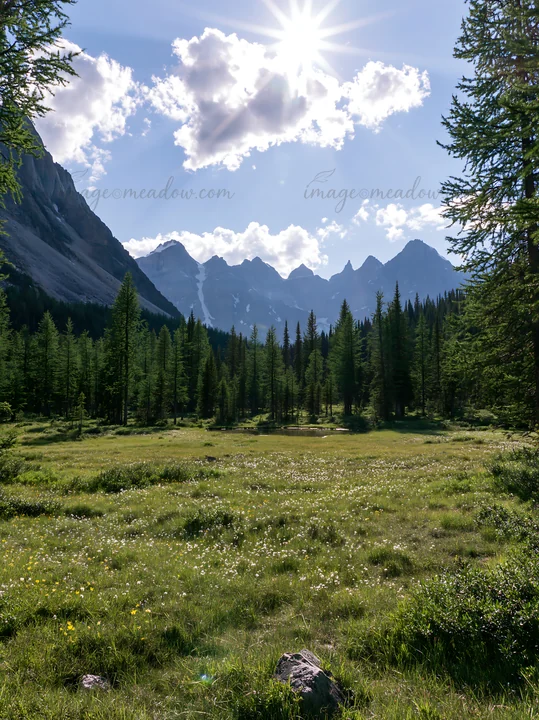A meadow filled with green grass and wildflowers is bathed in sunlight. Tall trees surround the area, and a mountain range with jagged peaks rises in the backgr