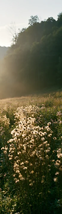 Seedheads stand tall in a field, illuminated by soft light at dusk. The scene captures the natural beauty of a meadow as the day fades into evening.