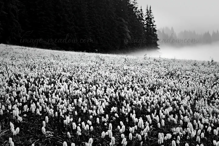 A vast meadow is filled with white flowering plants stretching into the distance. A forest is visible in the background, surrounded by fog and soft light. Prese
