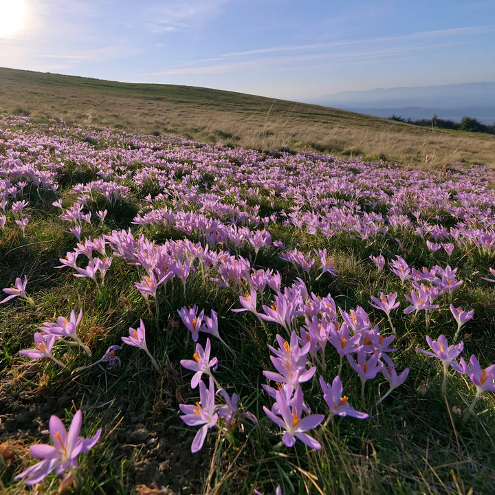 A vast meadow is filled with blooming crocuses under clear skies. Sunlight shines down, highlighting the purple flowers spread across the grassy landscape.