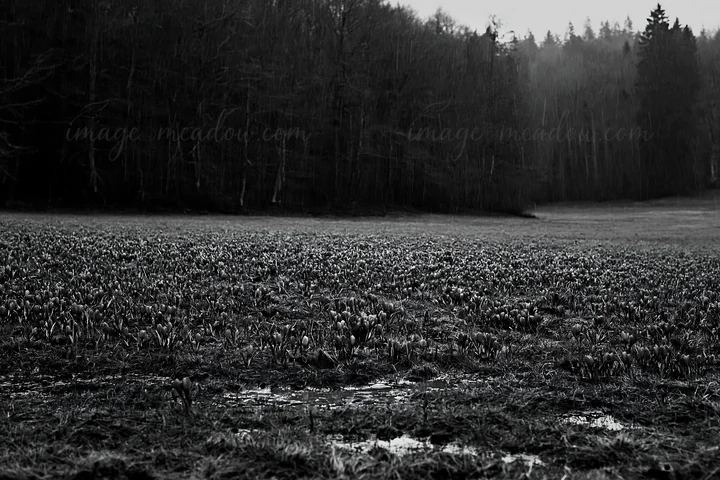 Crocuses grow in a wide meadow surrounded by trees in the background. The ground shows some water. This scene captures the freshness of spring in a rural area.